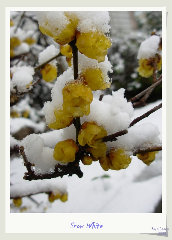 腊梅批雪衣 摄影 龙猫宝宝贝