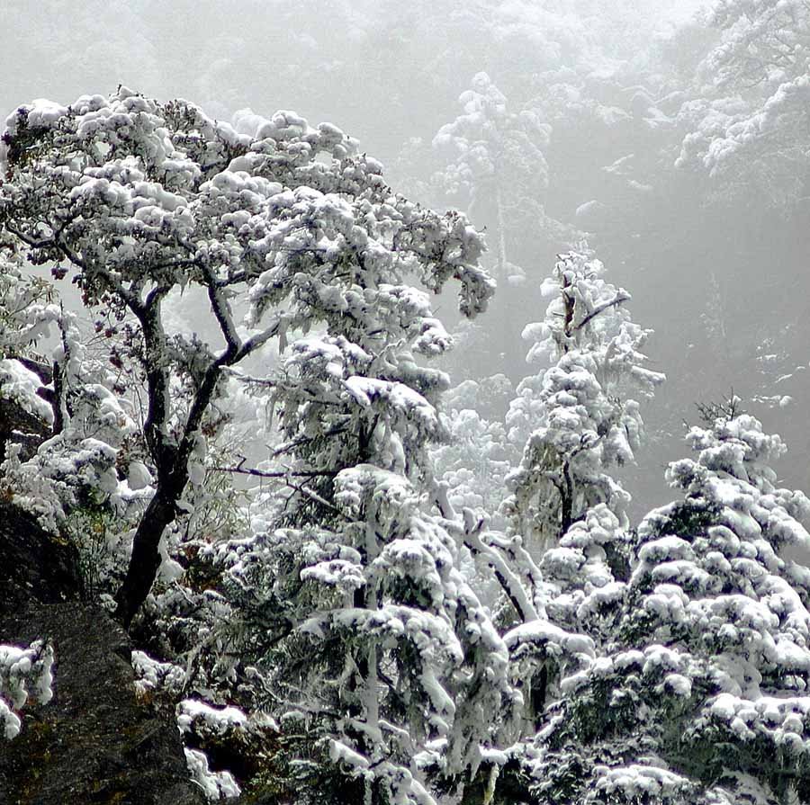 傲雪 摄影 yanzhang