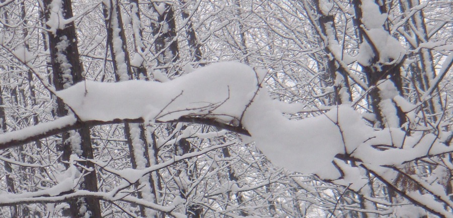 雪鼠 摄影 岚馨