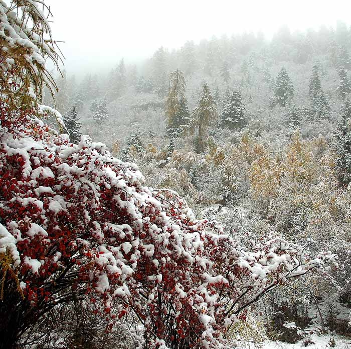 傲雪 摄影 yanzhang