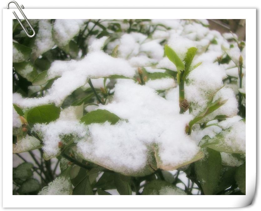 雪被子 摄影 四月花开