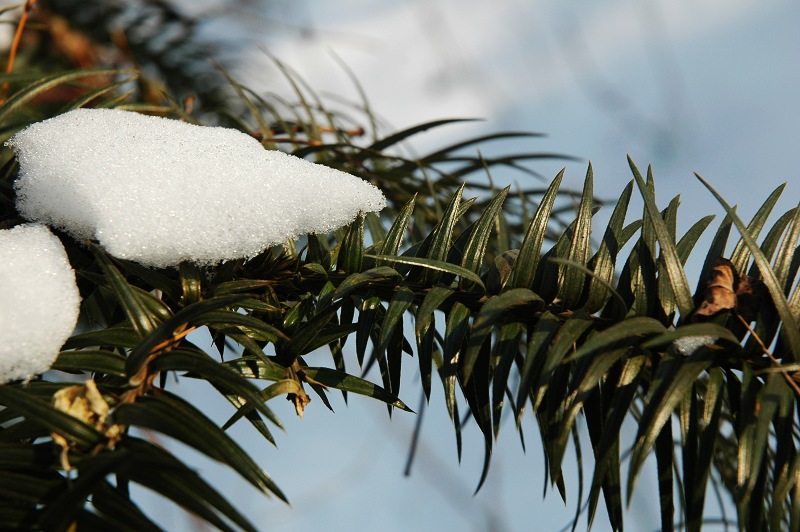 雪压云杉 摄影 舒石