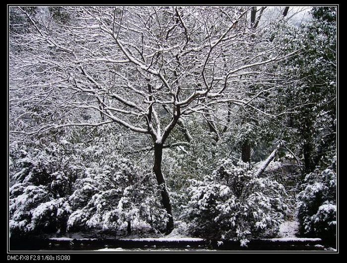 雪树银花 摄影 天涯漫步