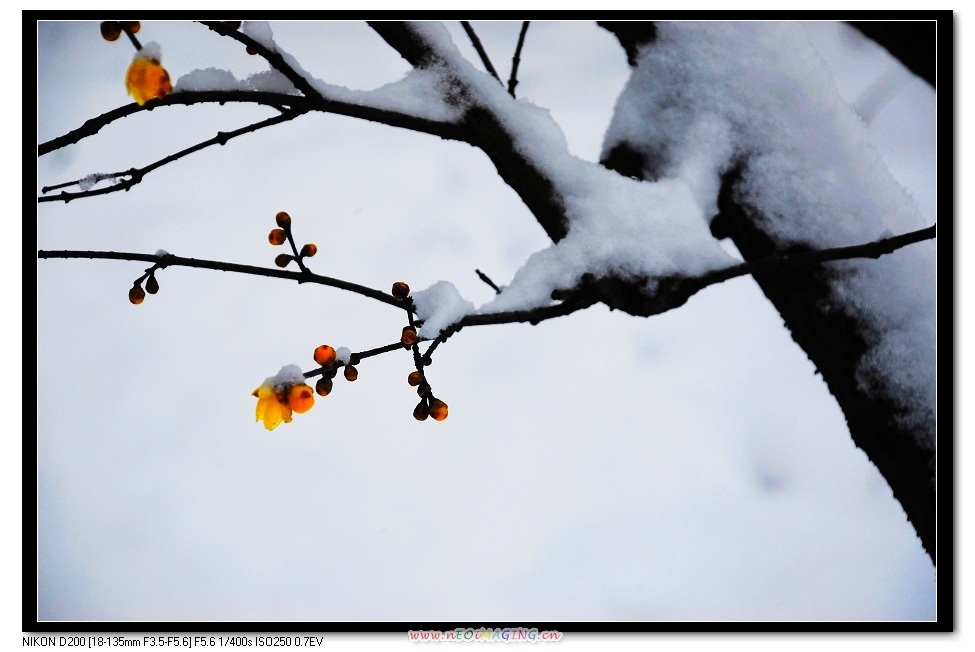 踏雪寻梅 摄影 古楚浪人