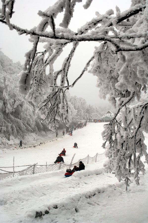 大雪压青松 摄影 安全