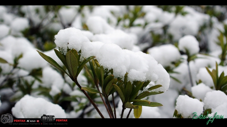 雪中植物 001 摄影 一块板砖