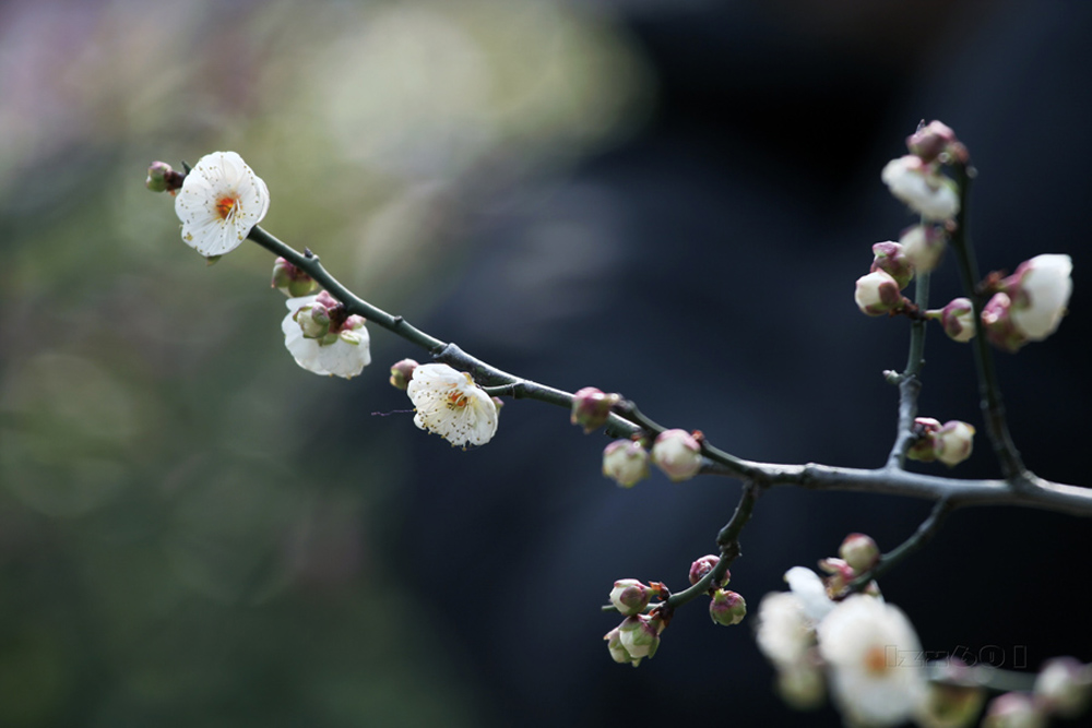 梅---1 摄影 林中蹊