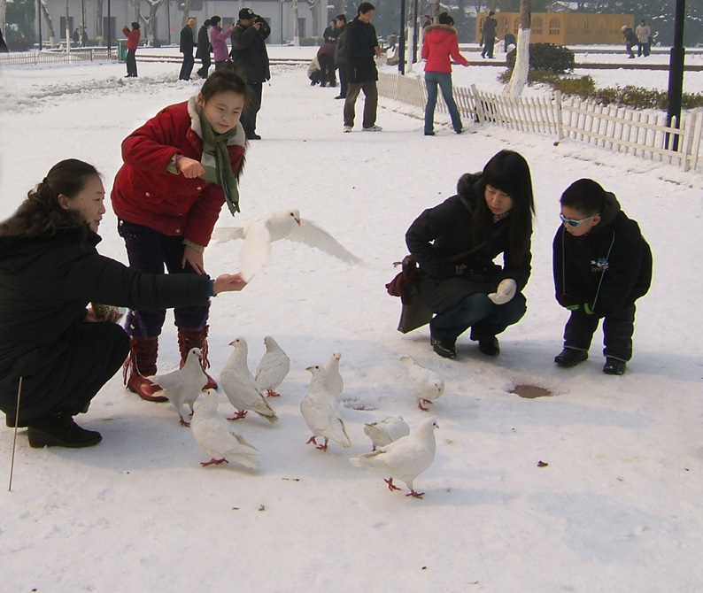 雪地嬉鸽 摄影 gaoli