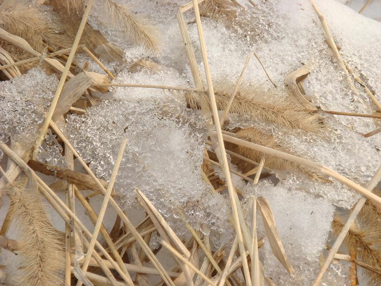 雪化 摄影 涉水寻湖