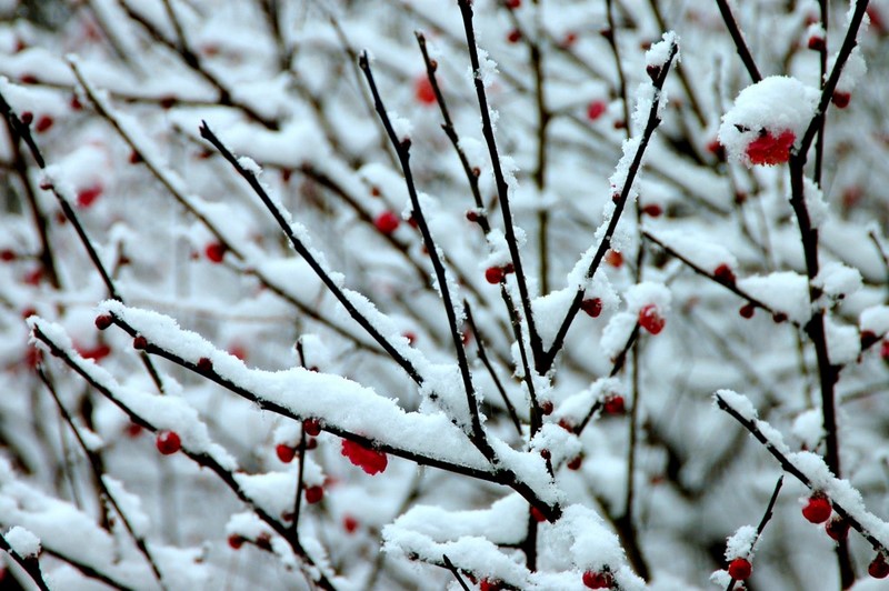 白雪红梅 摄影 幺筒