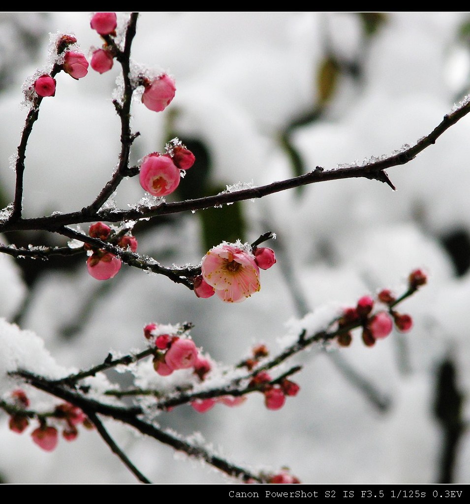 雪梅花 摄影 itroo