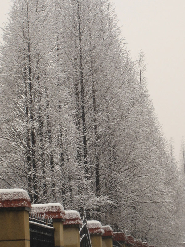 雪景 摄影 黎老太