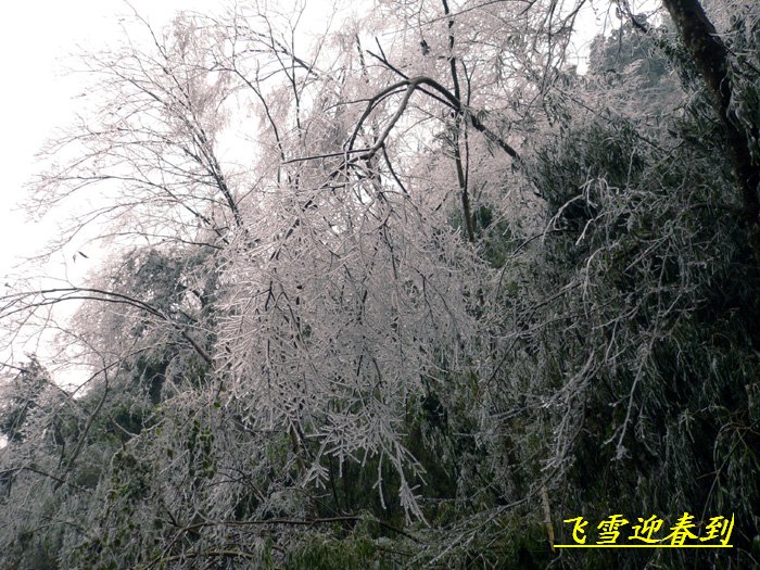 飞雪迎春到-南国雾松 摄影 黑天鹅