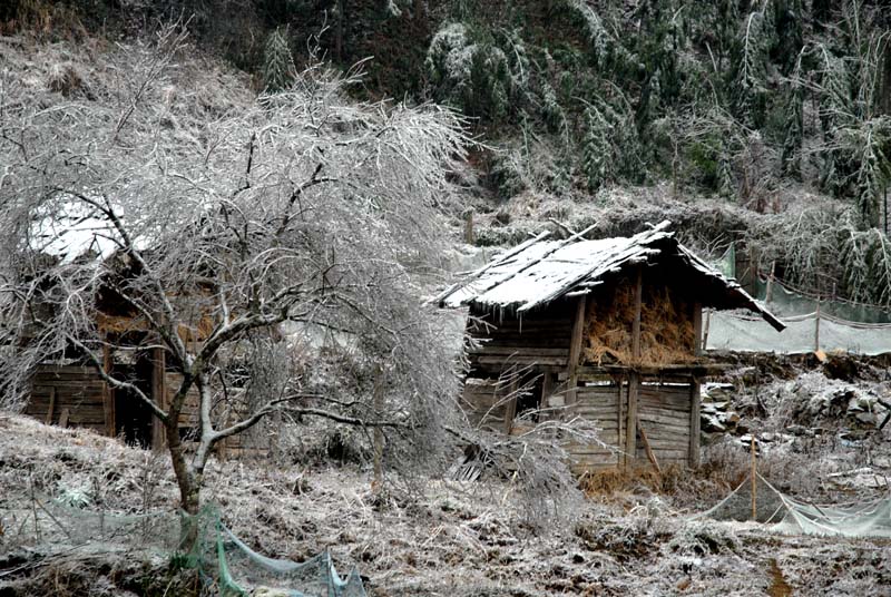 南国雪乡! 摄影 压仓石