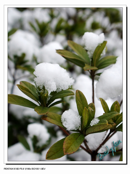 雪中植物 摄影 一块板砖