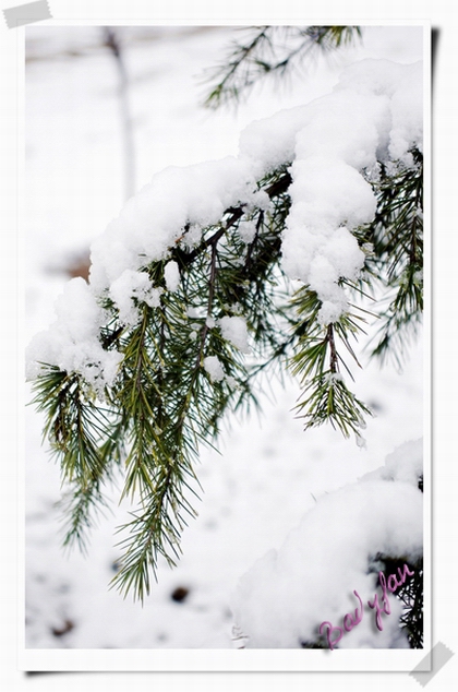 雪中植物  松树 摄影 一块板砖