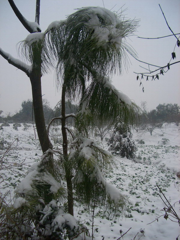 雪 树 狗 摄影 晖晖的慧眼