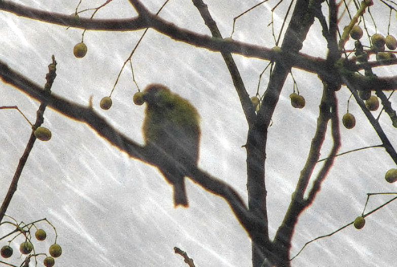 雪中觅食 摄影 怀能