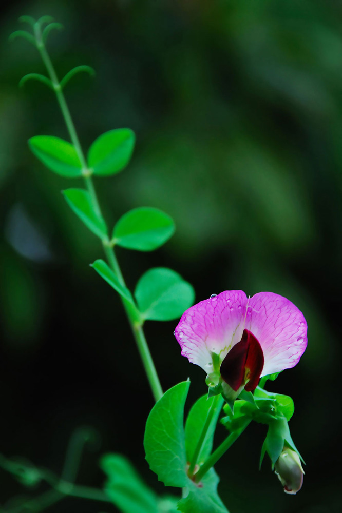 豌豆花 摄影 formyglory