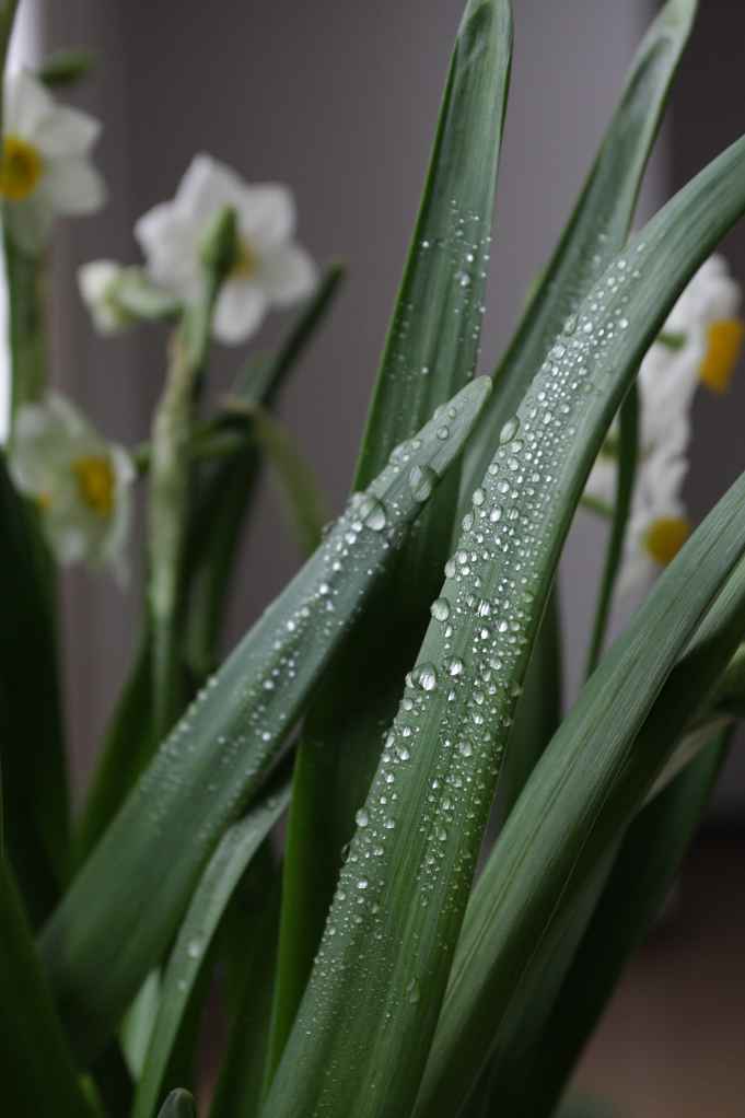 水仙花 摄影 业余初段