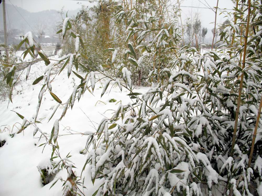 雪竹 摄影 秦巴牧羊人