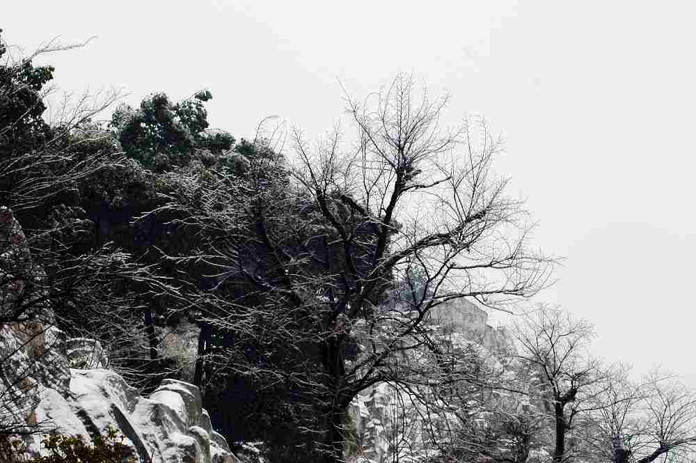 雪景系列 摄影 雨v季