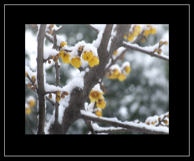 雪梅-----[蜡梅] 摄影 光影世间