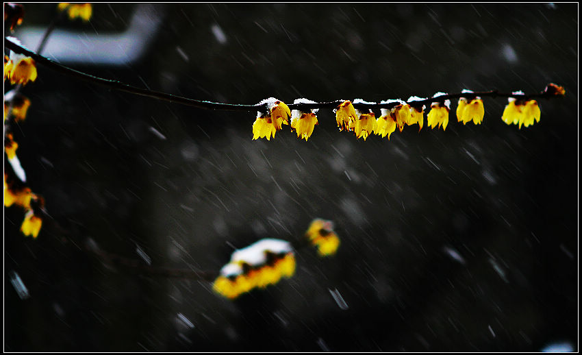 梅花喜欢漫天雪 摄影 句吴潜人