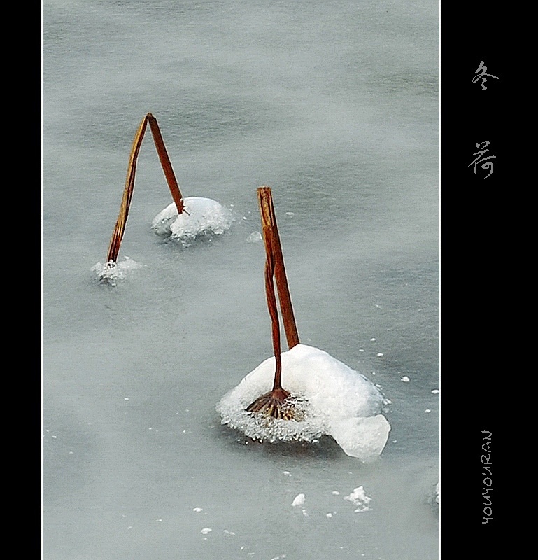 冰雪残荷 摄影 悠悠然