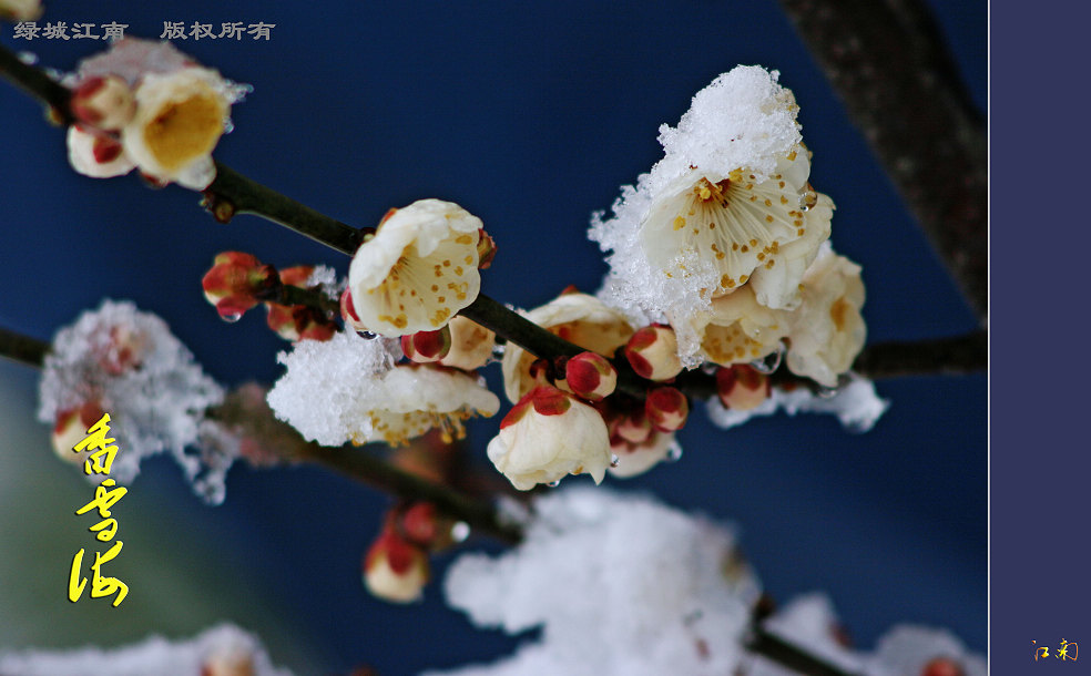 香雪海 摄影 绿城江南