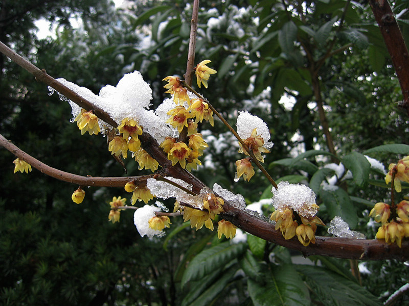 腊梅傲雪-1 摄影 老残