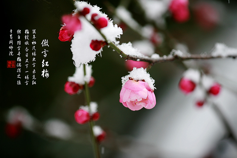 傲雪红梅 摄影 九点差一刻