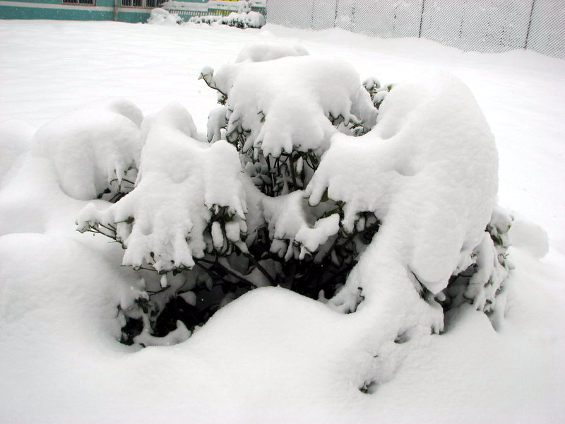 动物雪藏 摄影 老山竹