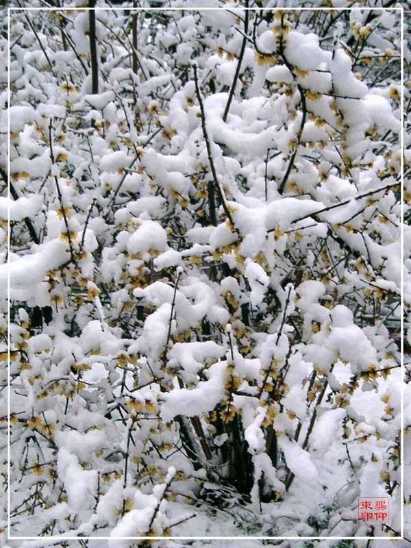 雪中腊梅 摄影 海上老龚