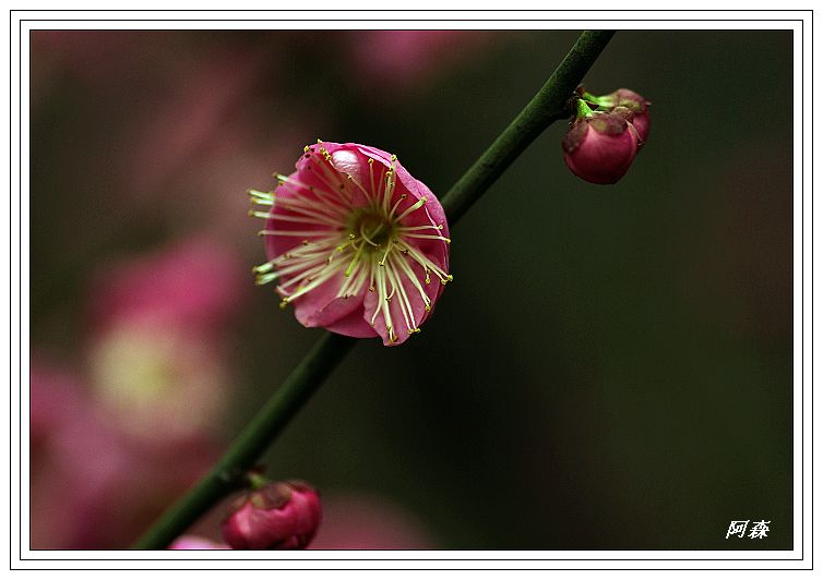 梅花 摄影 海山掠影