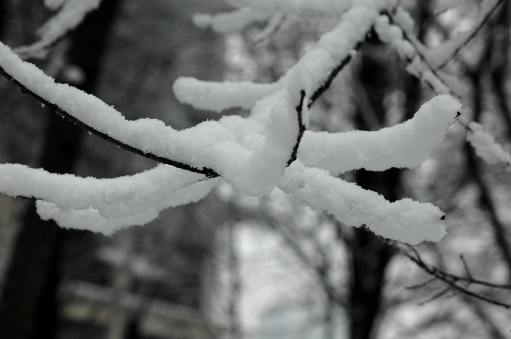 上海的雪 摄影 大农