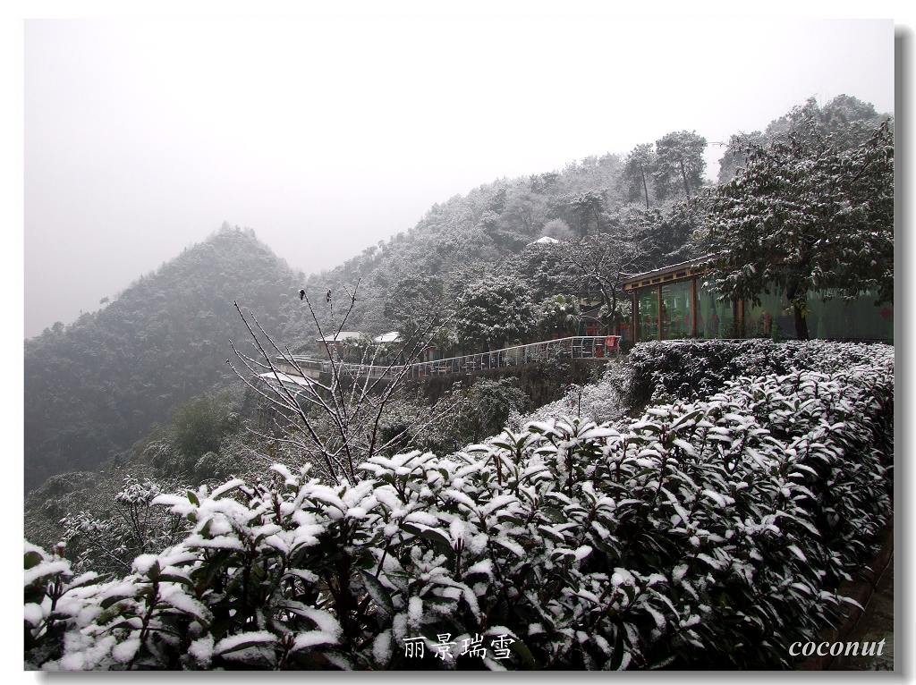 丽景瑞雪 摄影 椰子仔