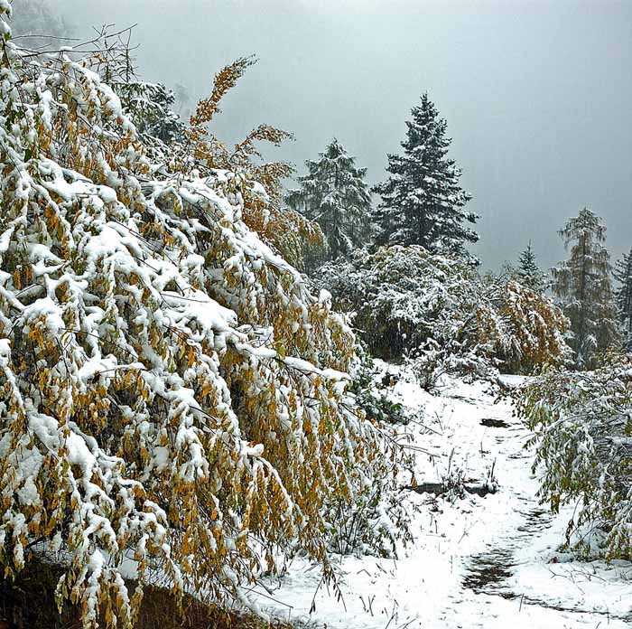 傲雪 摄影 yanzhang