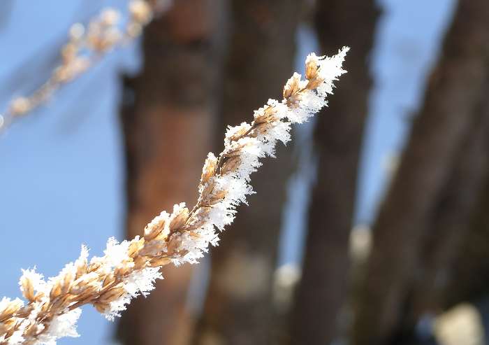 雪之花 摄影 云中飞燕