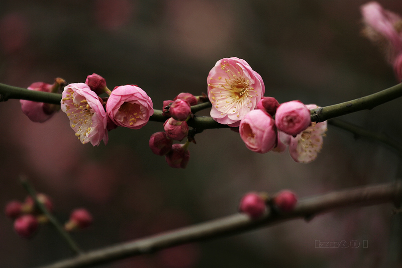 梅---3 摄影 林中蹊