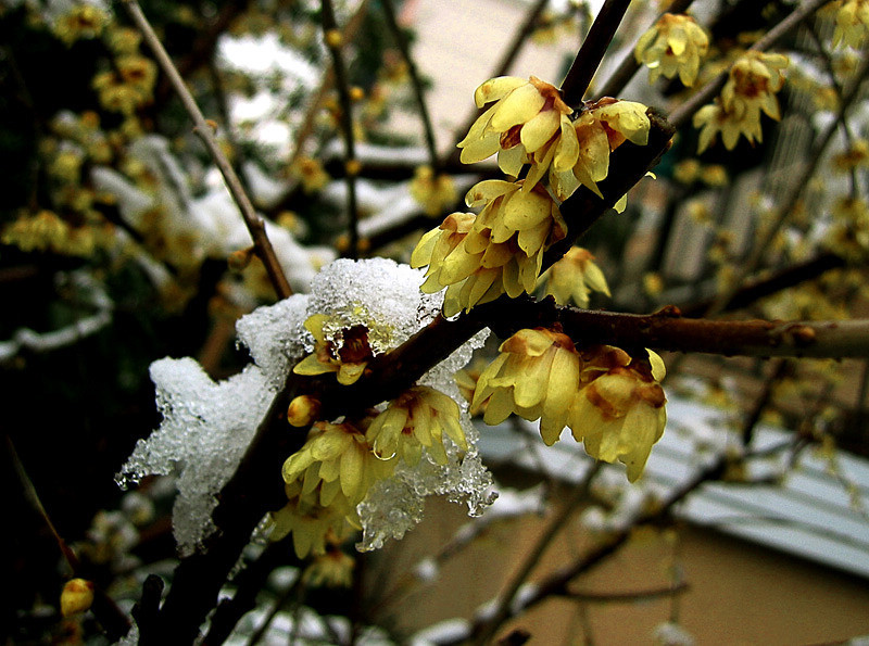 腊梅傲雪-2 摄影 老残