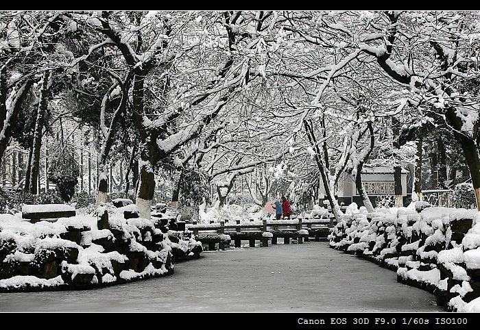 亭林雪景 摄影 柯闲客