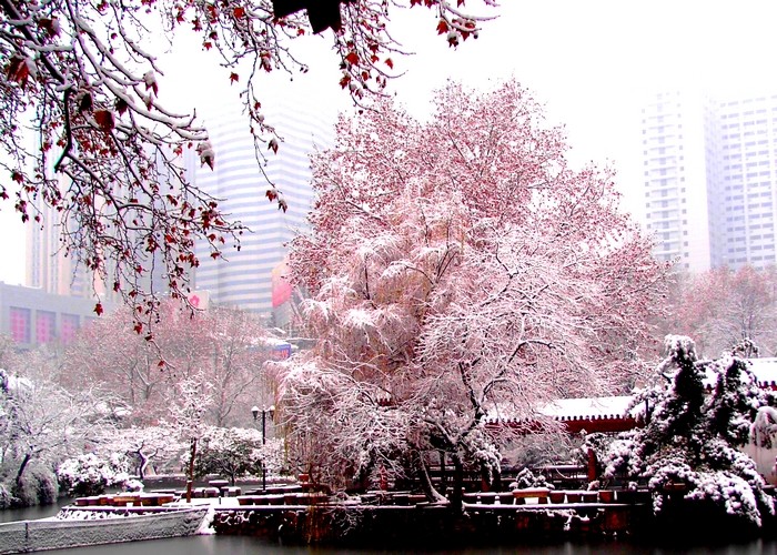 雪中的红妆 摄影 蚂蚱0429