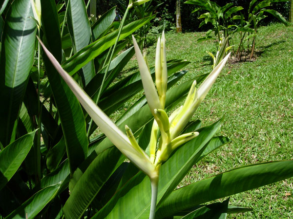 飞禽公园 – 植物5 摄影 七滨逍遥