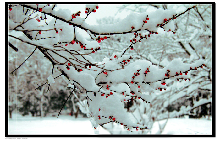 雪中红梅 摄影 叁川