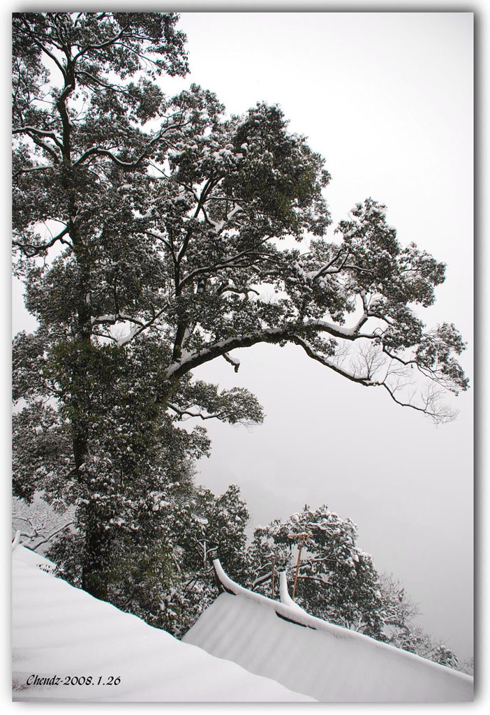 青城瑞雪10-老君古树 摄影 草甸子