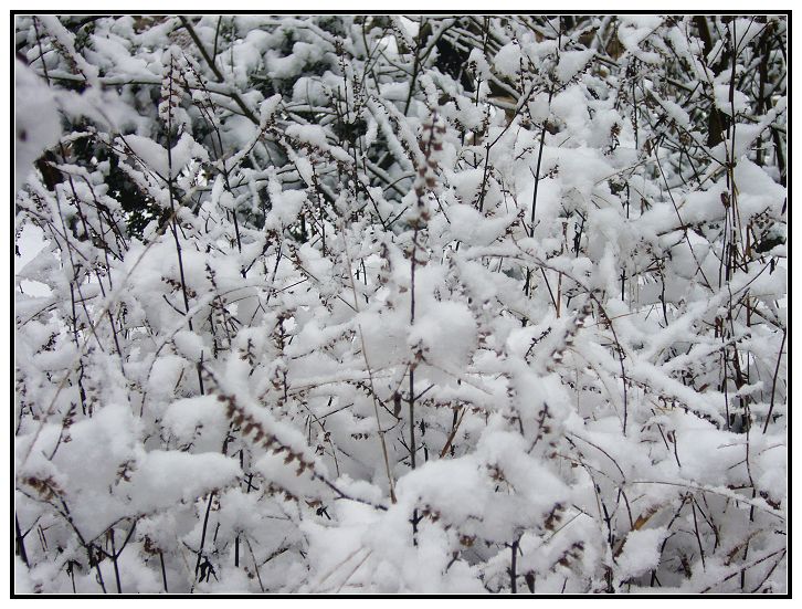 雪绒 摄影 天涯漫步