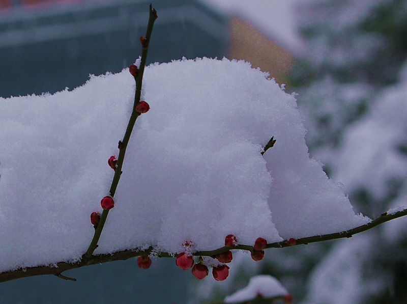 雪的厚度 摄影 杨公堤