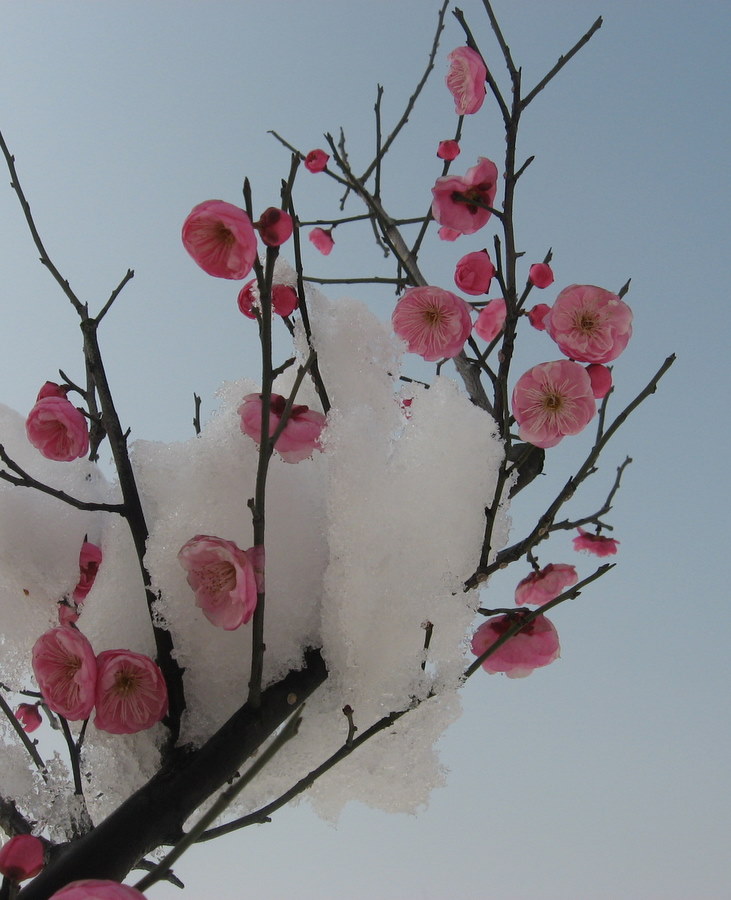 红梅花儿开 摄影 兴安雪
