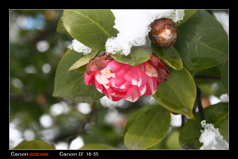 雪地红花 摄影 残梦